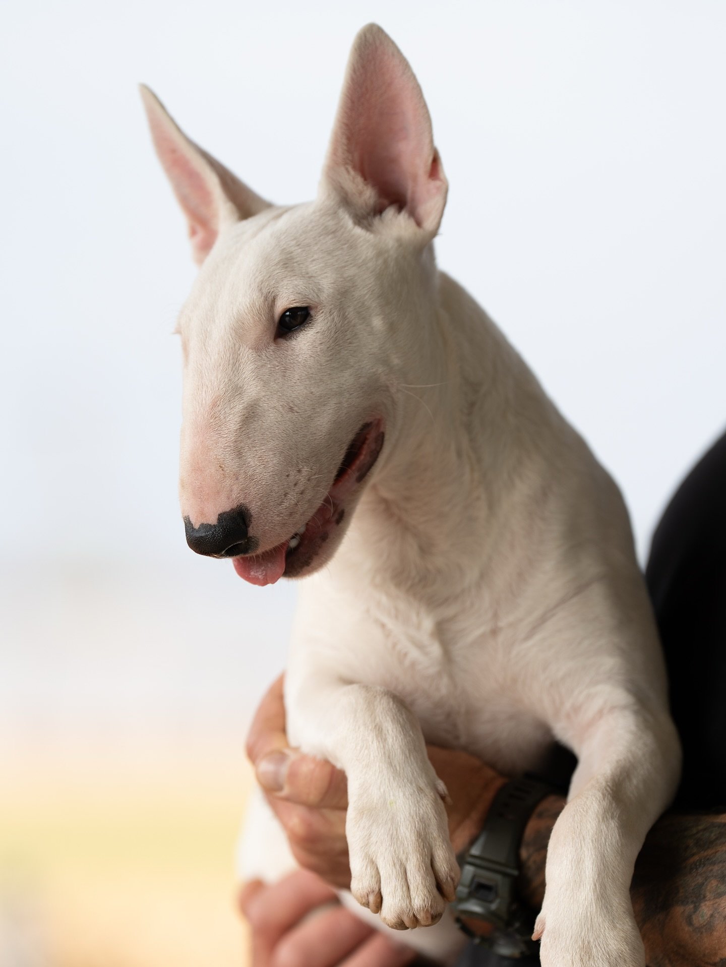 Sandra Lee, new puppy mom